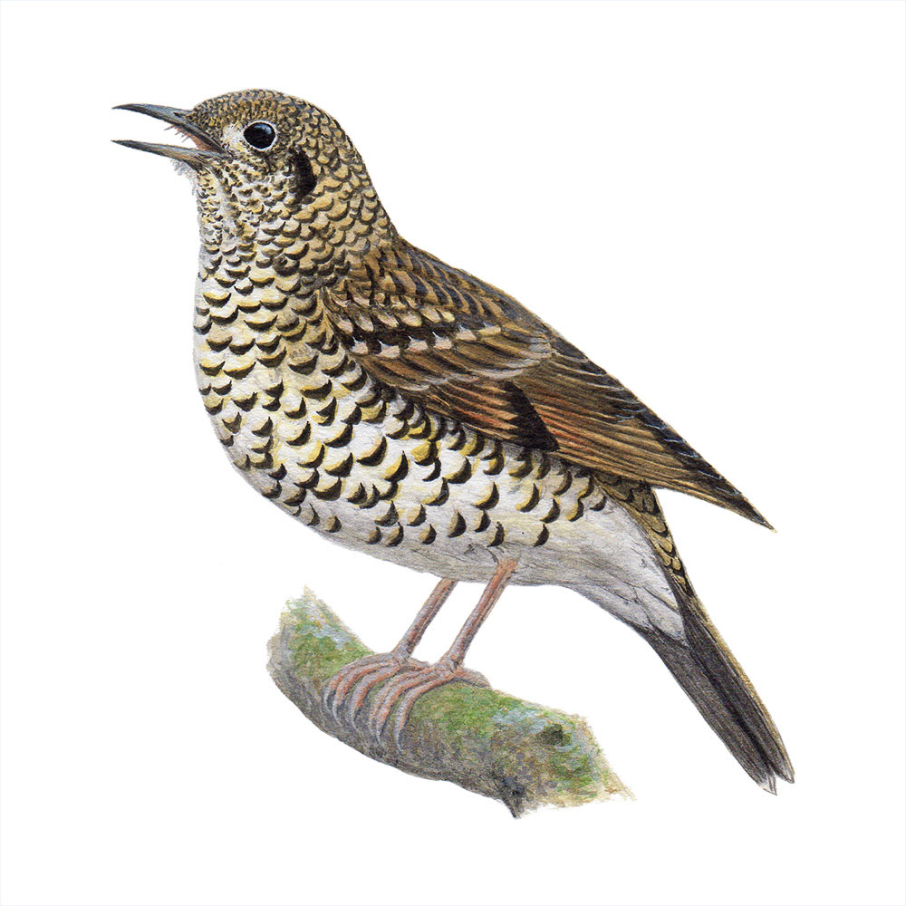 トラツグミ - White's Thrush