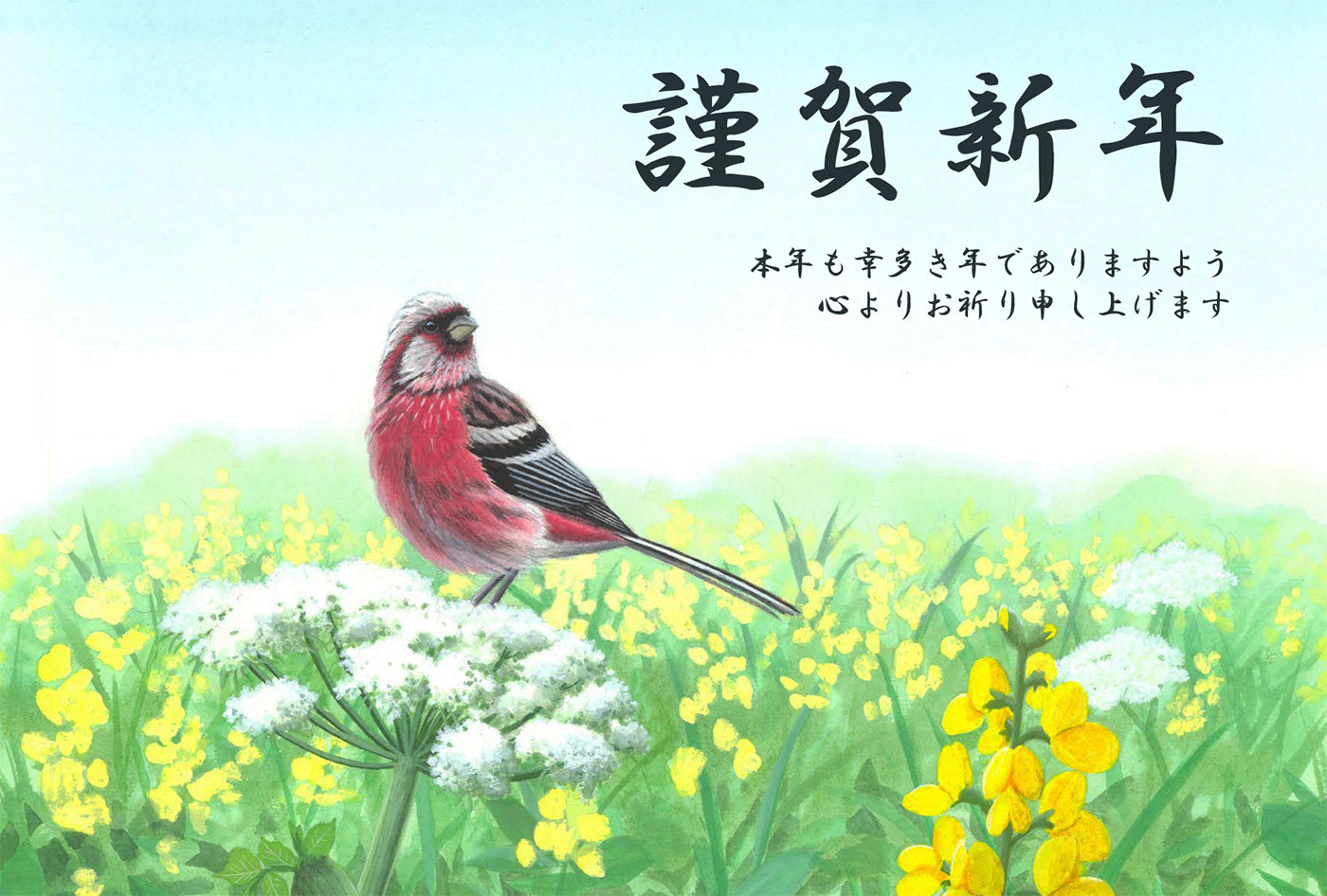 ベニマシコ - 2025年ポストカード/Long-tailed Rosefinch - 2025 postcard