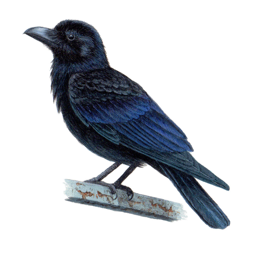ハシブトガラス - Large-billed Crow