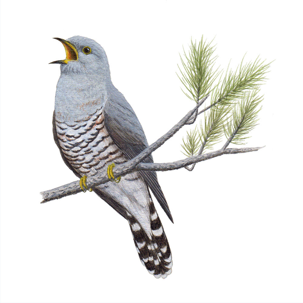 ホトトギス - Lesser Cuckoo