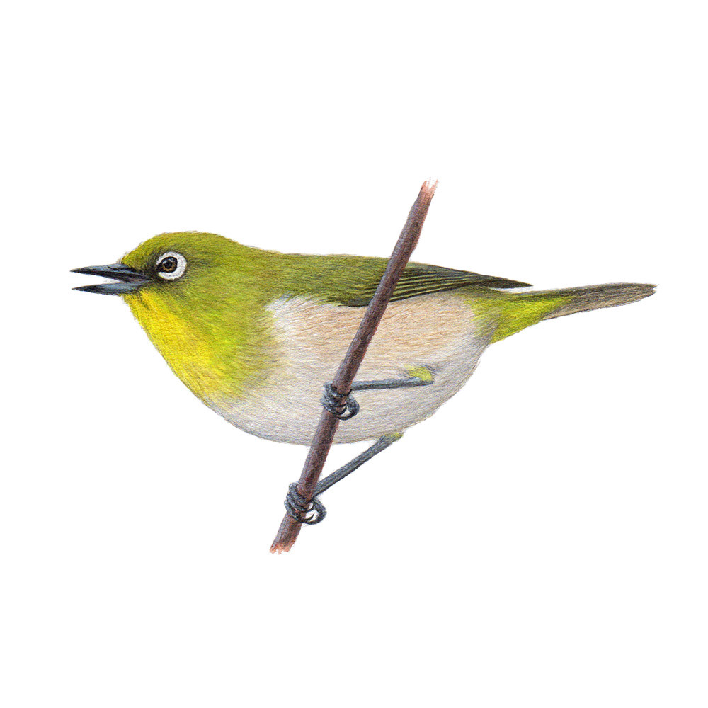 メジロ - Warbling White-eye