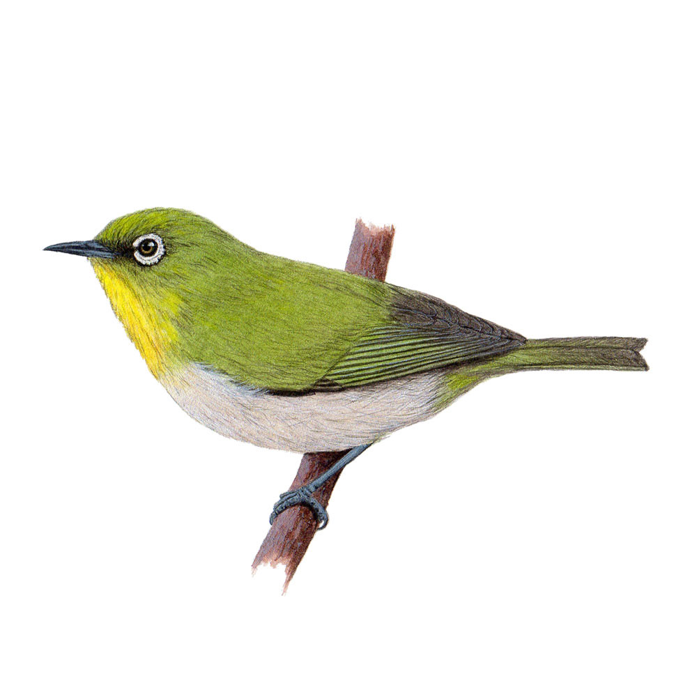 メジロ - Warbling White-eye