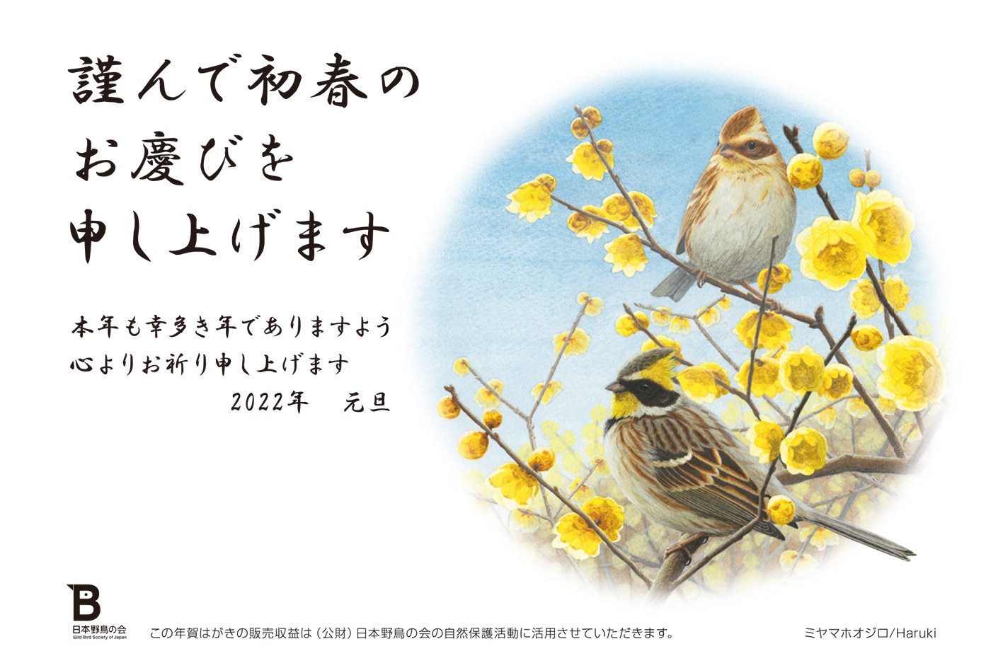 ミヤマホオジロ/Yellow-throated Bunting