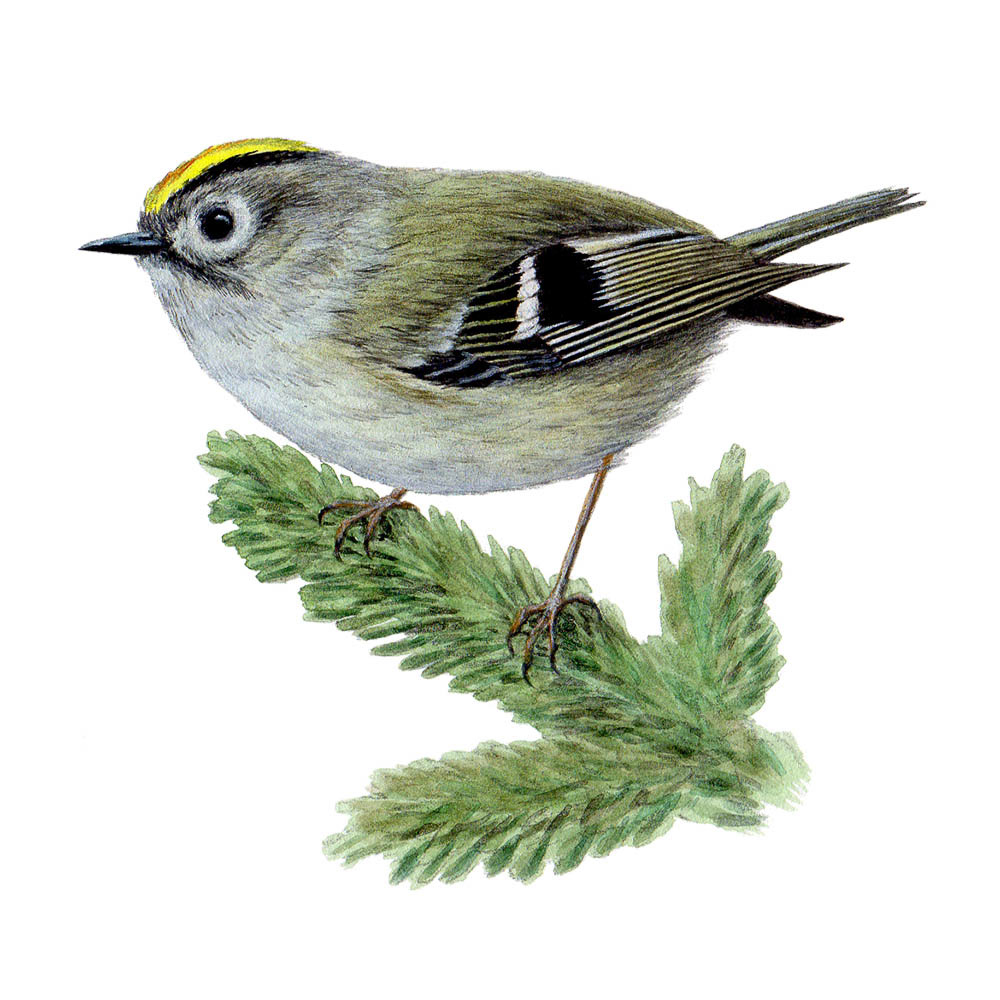 キクイタダキ - Goldcrest