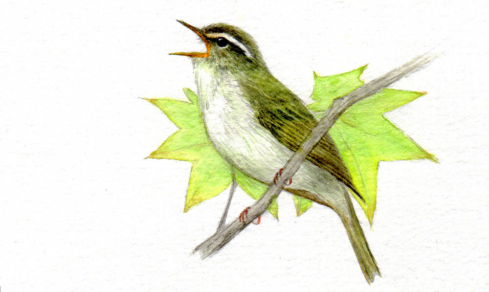 センダイムシクイ(2015年6月号) - Eastern Crowned Warbler