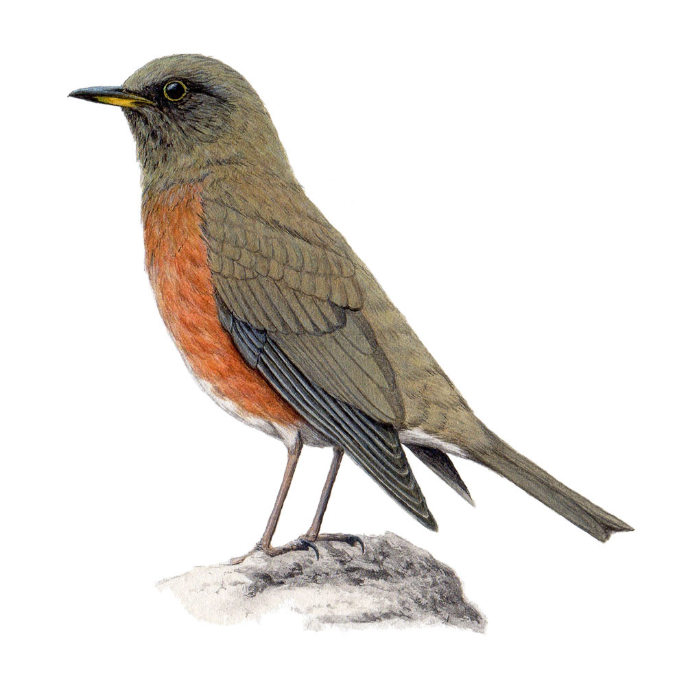 アカハラ - Brown-headed Thrush