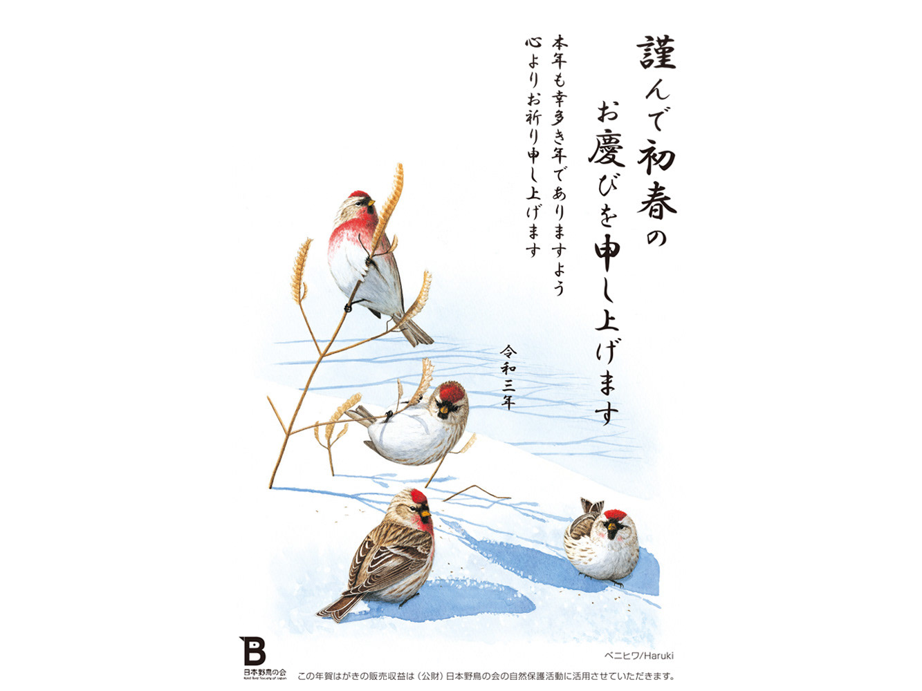 ベニヒワ/Common Redpoll for 2021 New Year's card of Wild Bird Society of Japan