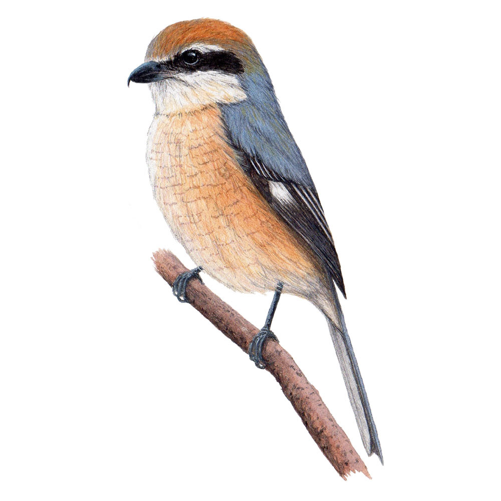 モズ - Bull-headed Shrike