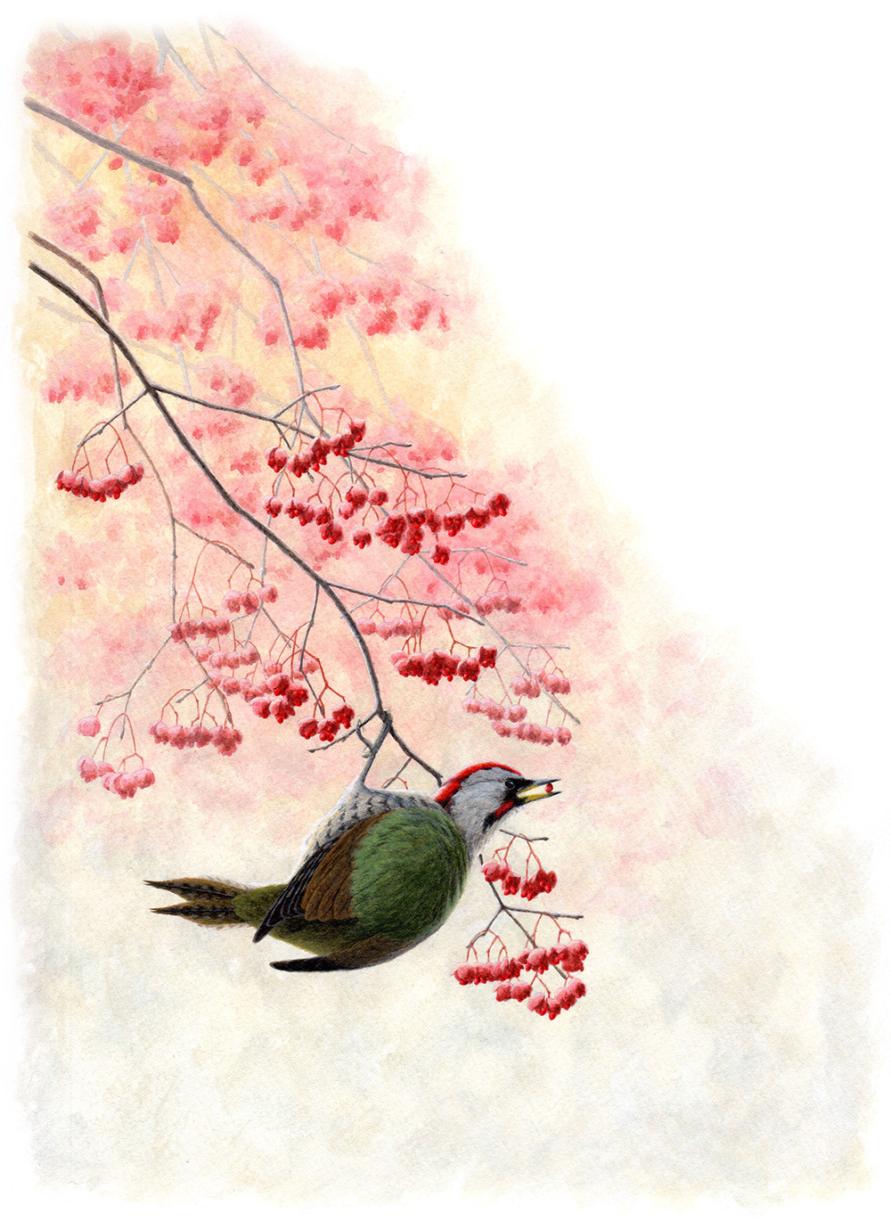 アオゲラ/Japanese Green Woodpecker