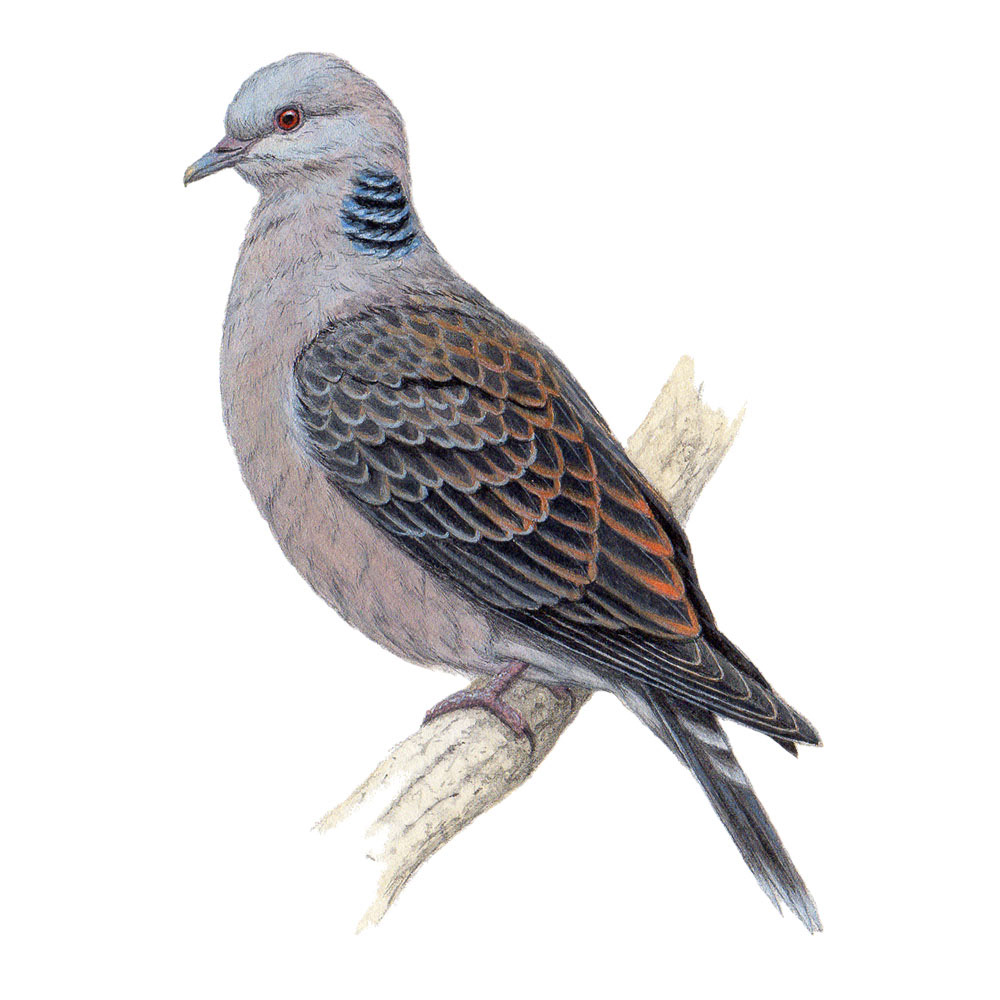キジバト- Oriental Turtle-Dove