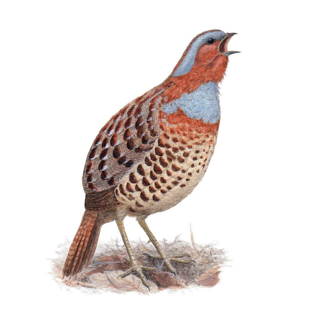 コジュケイ - Chinese Bamboo-Partridge