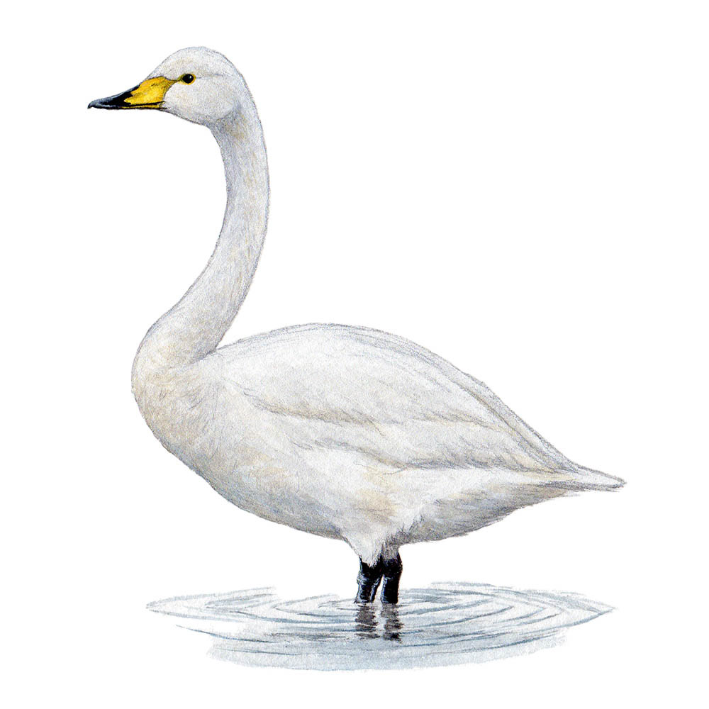 オオハクチョウ - Whooper Swan