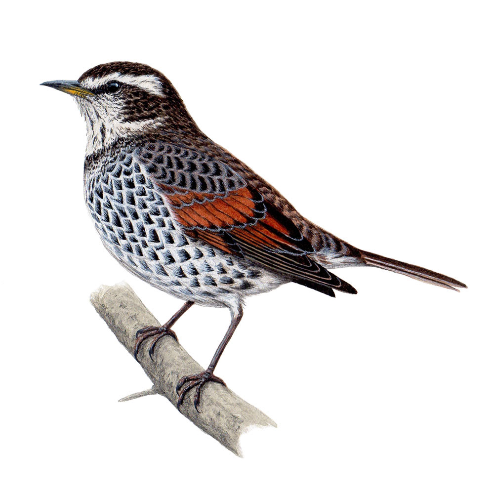 ツグミ - Dusky Thrush