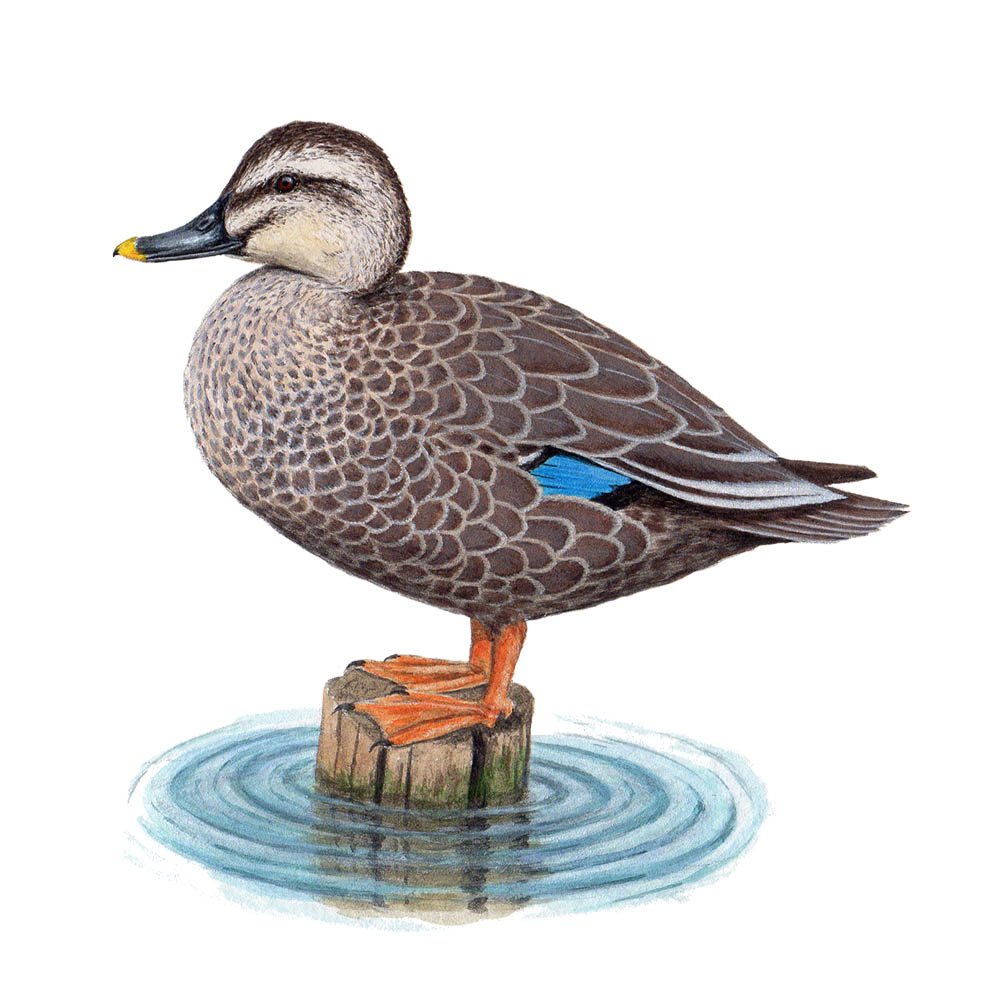 カルガモ - Eastern Spot-billed Duck