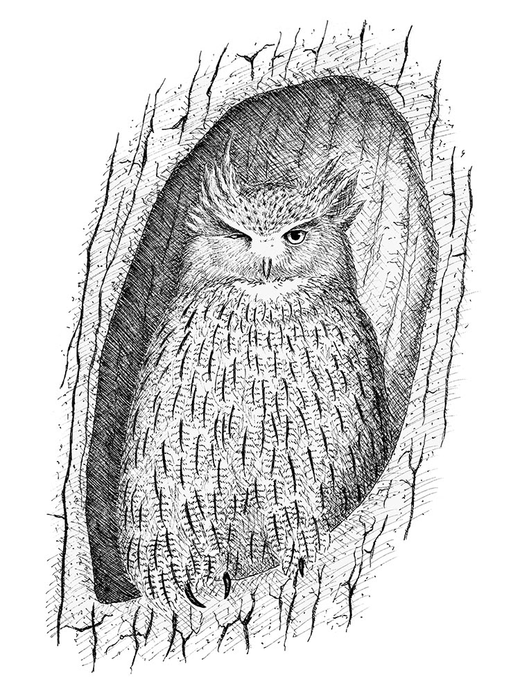 シマフクロウ/Blakiston's Fish-Owl