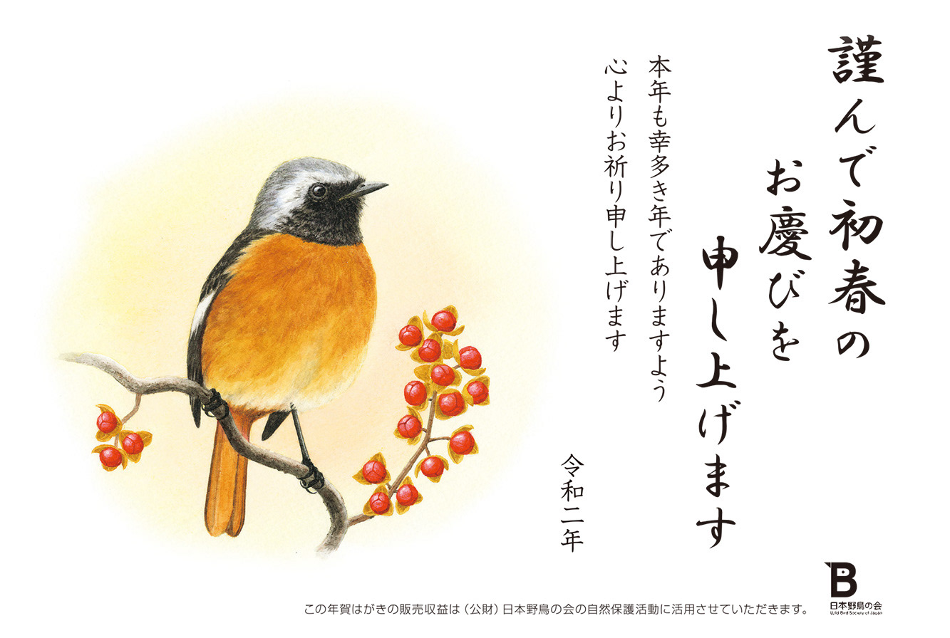 ジョウビタキ - 年賀状 2020年/Daurien Redstart for 2020 New Year's card of Wild Bird Society of Japan