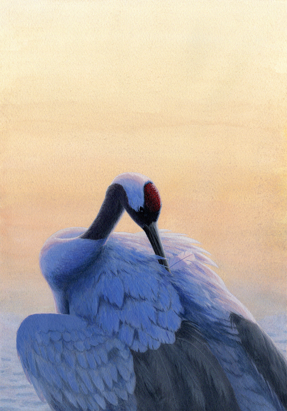 タンチョウ/Red-crowned Crane