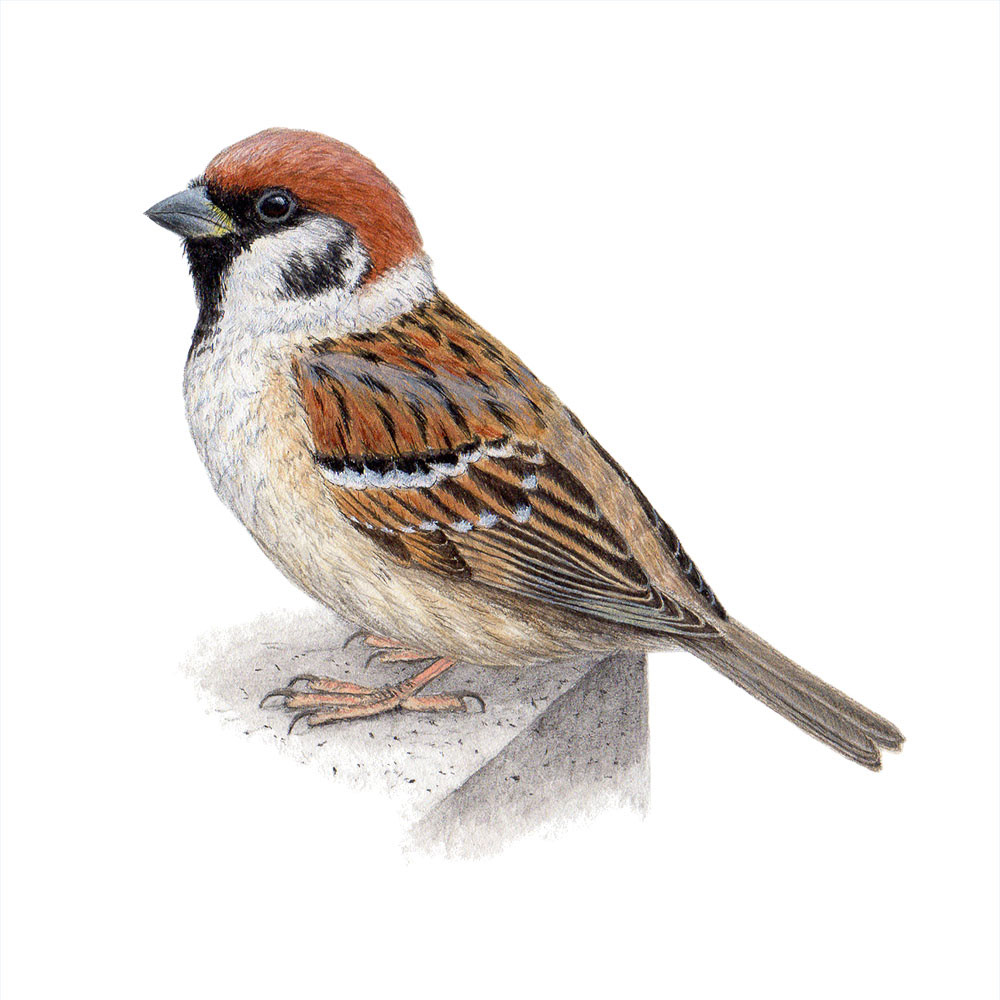 スズメ - Eurasian Tree Sparrow