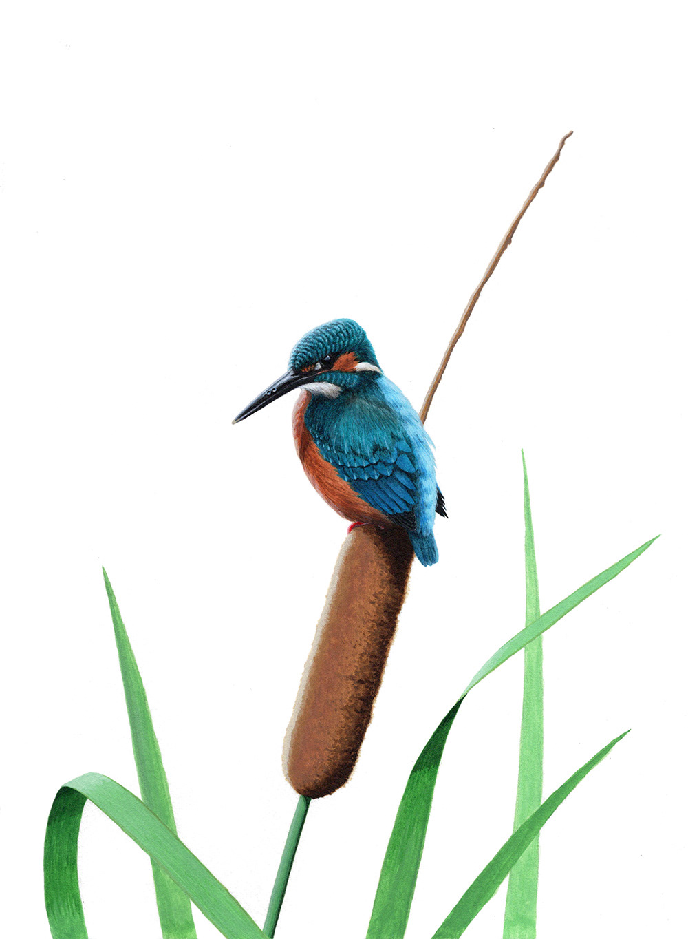 カワセミ/Common Kingfisher