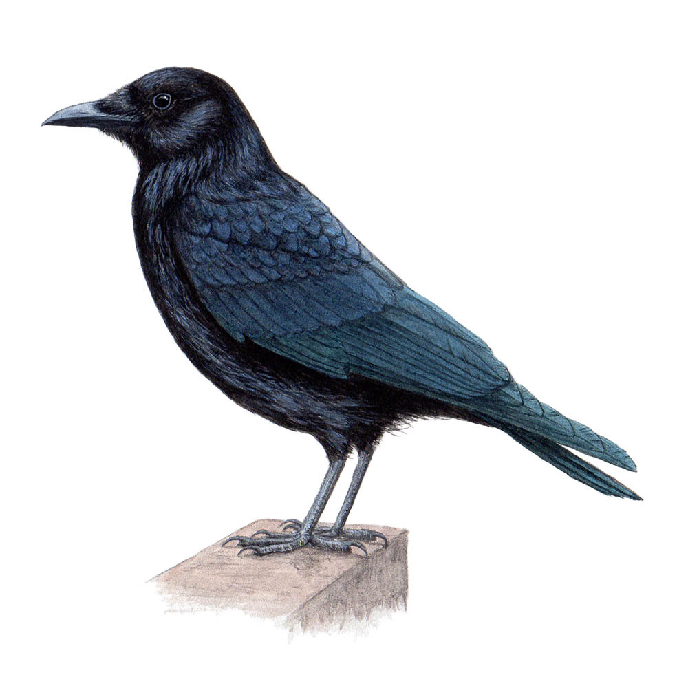 ハシボソガラス - Carrion Crow