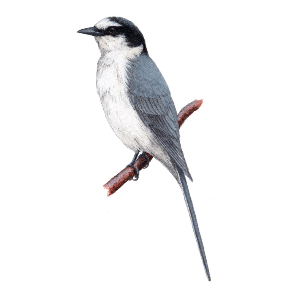 サンショウクイ - Ashy Minivet