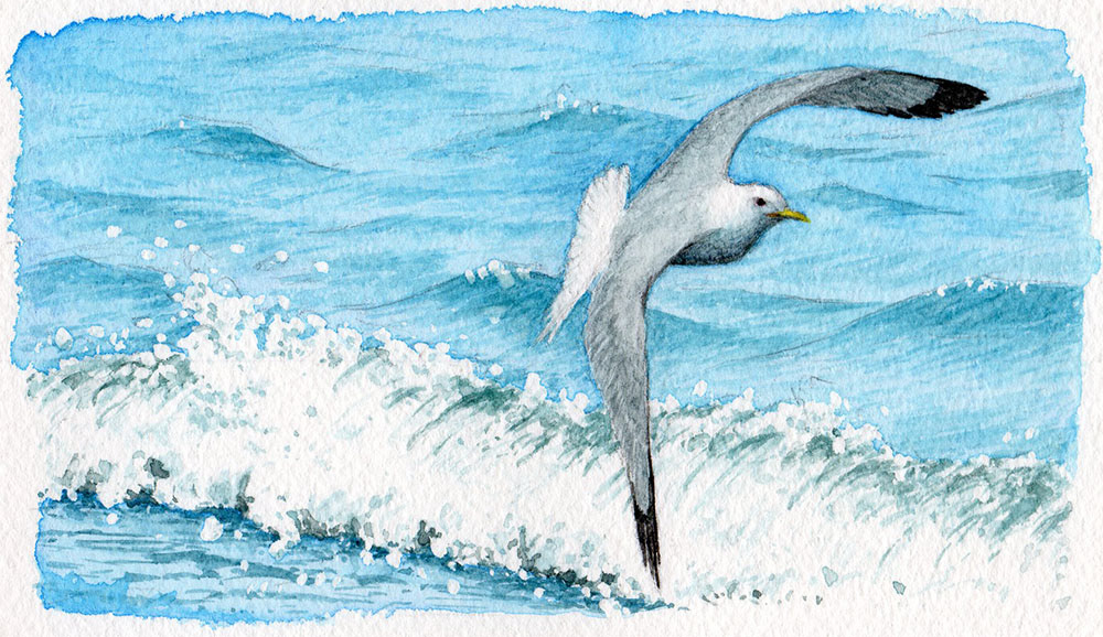 ミツユビカモメ (2021年3・4月号) - Black-legged Kittiwake