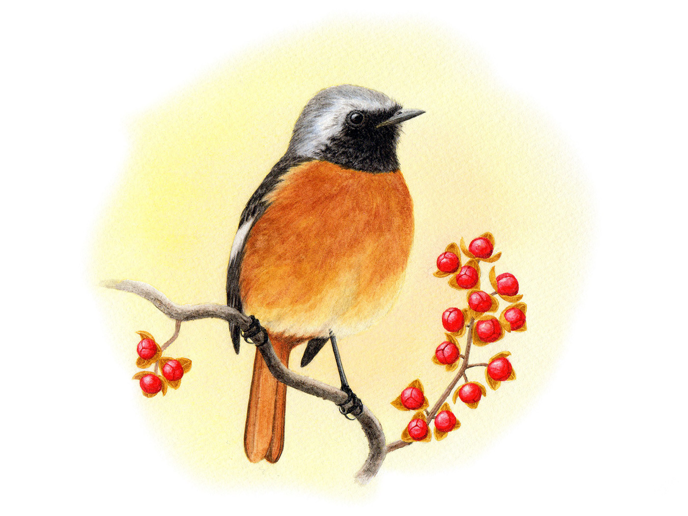 ジョウビタキ/Daurien Redstart