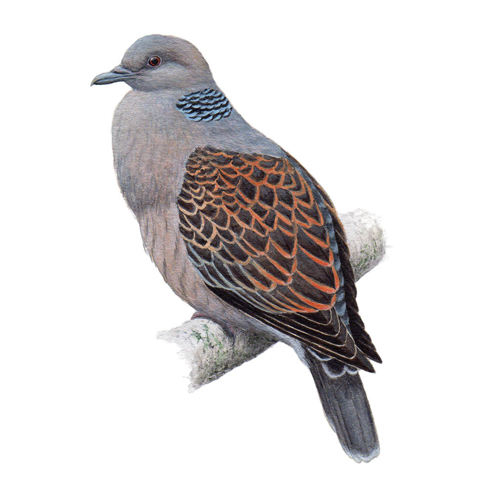 キジバト - Oriental Turtle-Dove