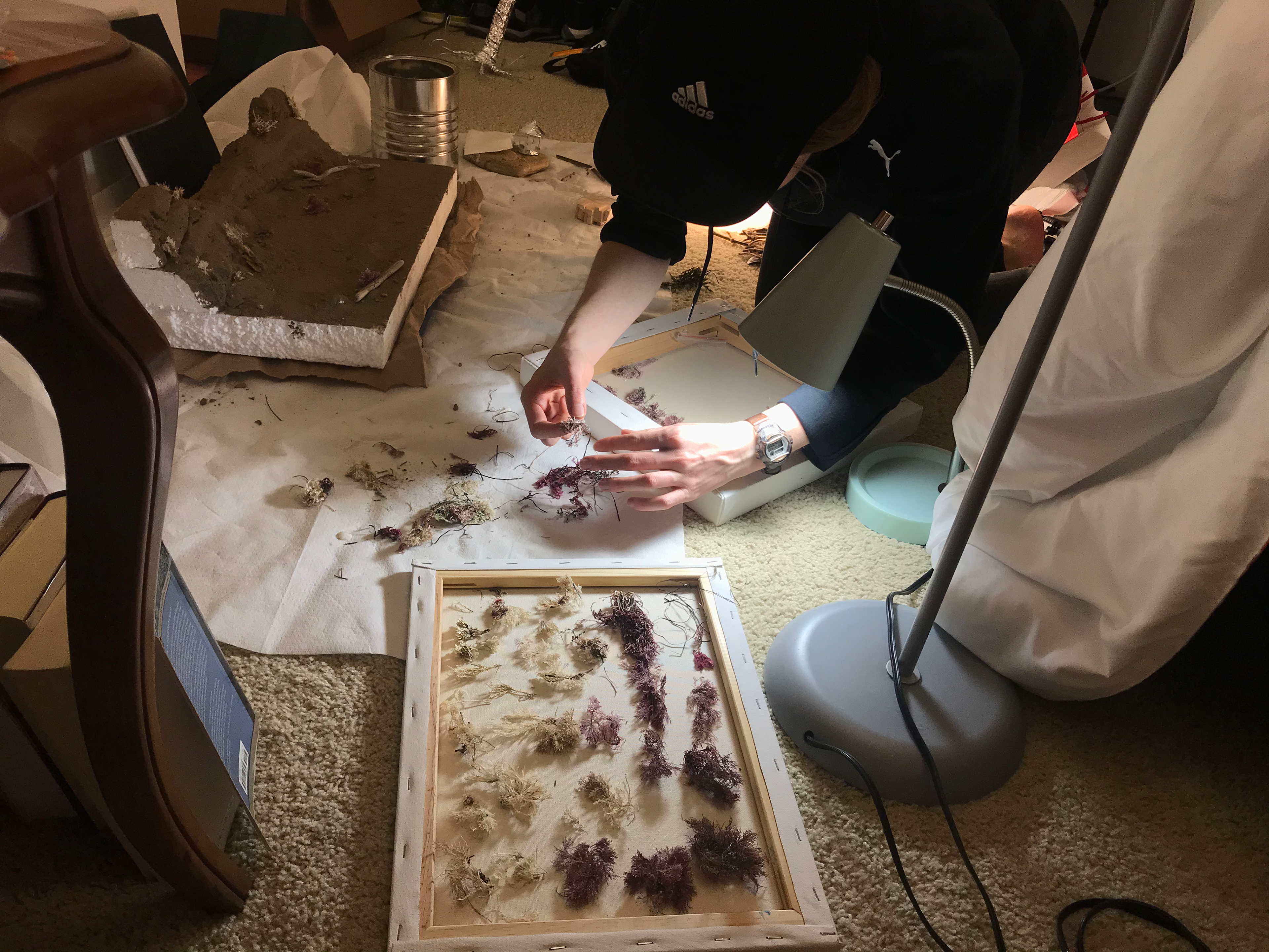Photographing seaweed to use as flora