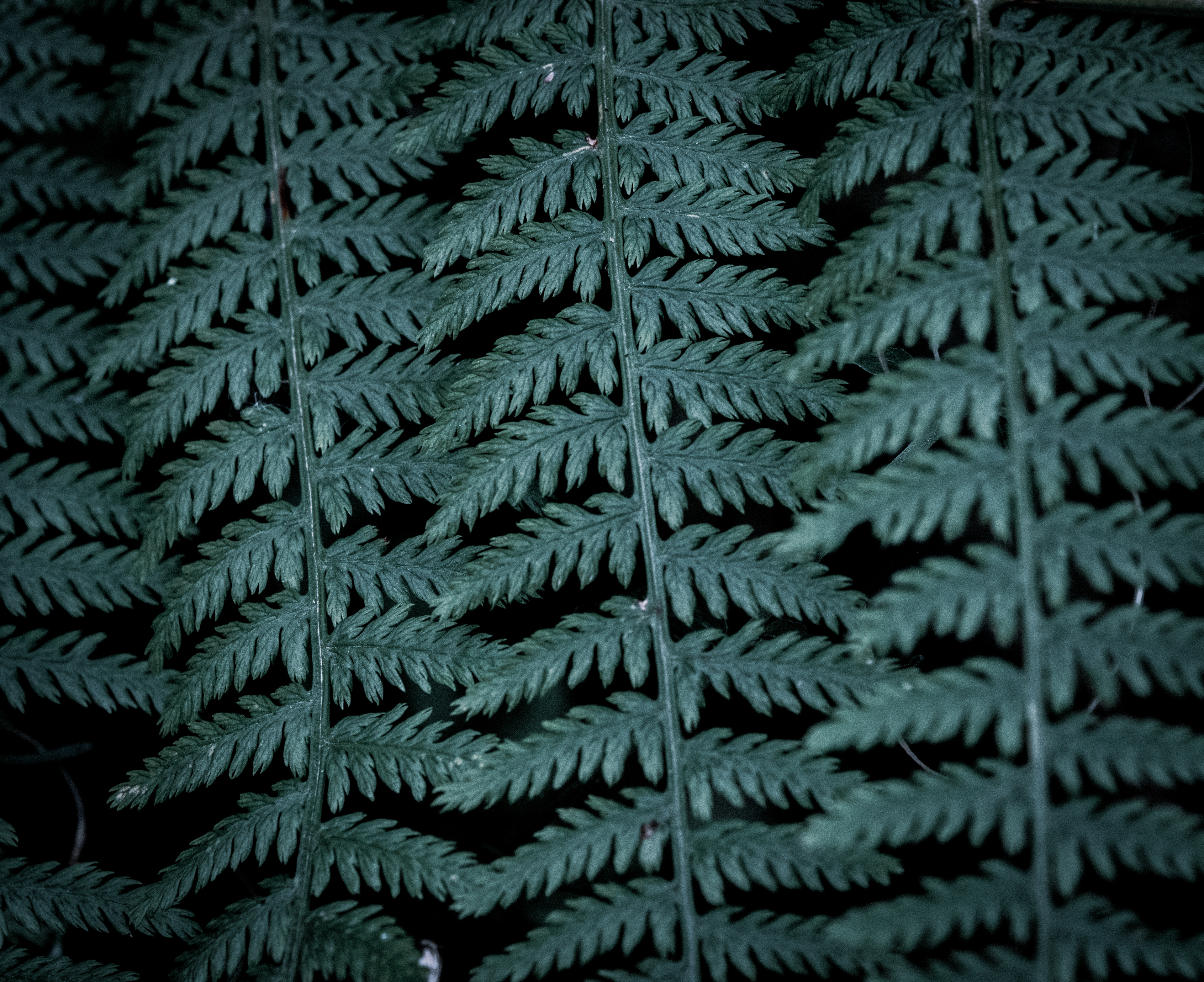 "Emeraude" - Fougère Adiantum Pedatum