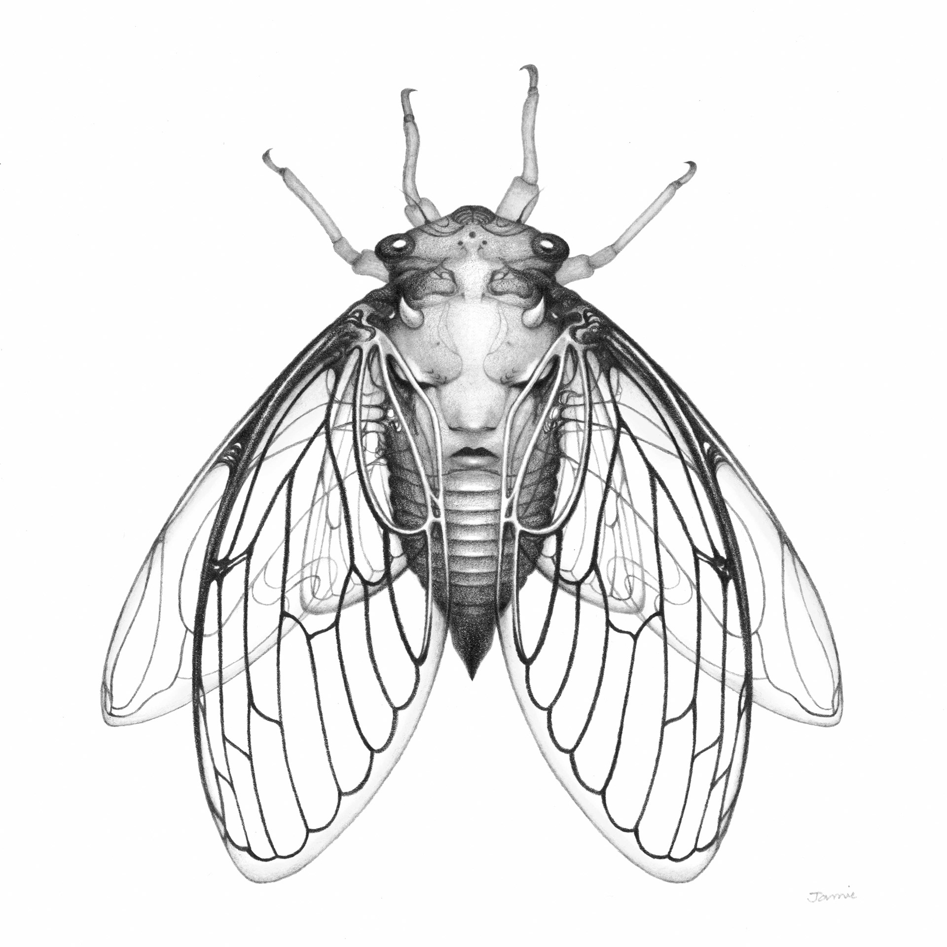 "Ve sầu" graphite pencil on Bristol paper. 6x6 inches. 2021