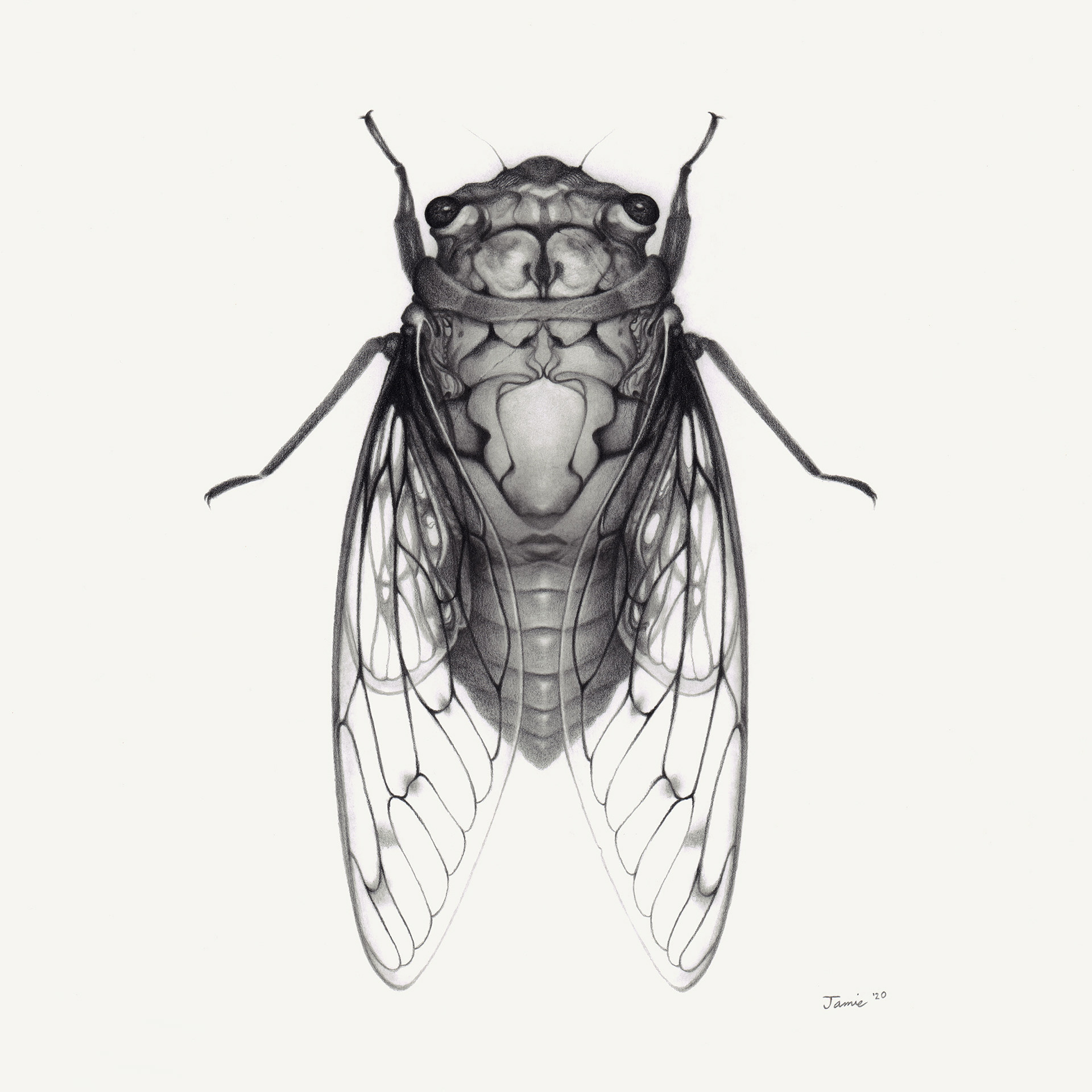 "Magickada" graphite pencil on Bristol paper. 8 x 8 inches. 2020