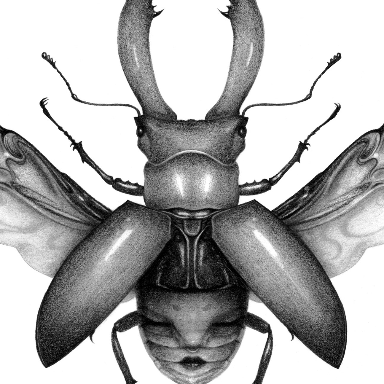 "Harmony" graphite pencil on Bristol paper. 8 x 10 inches. 2021