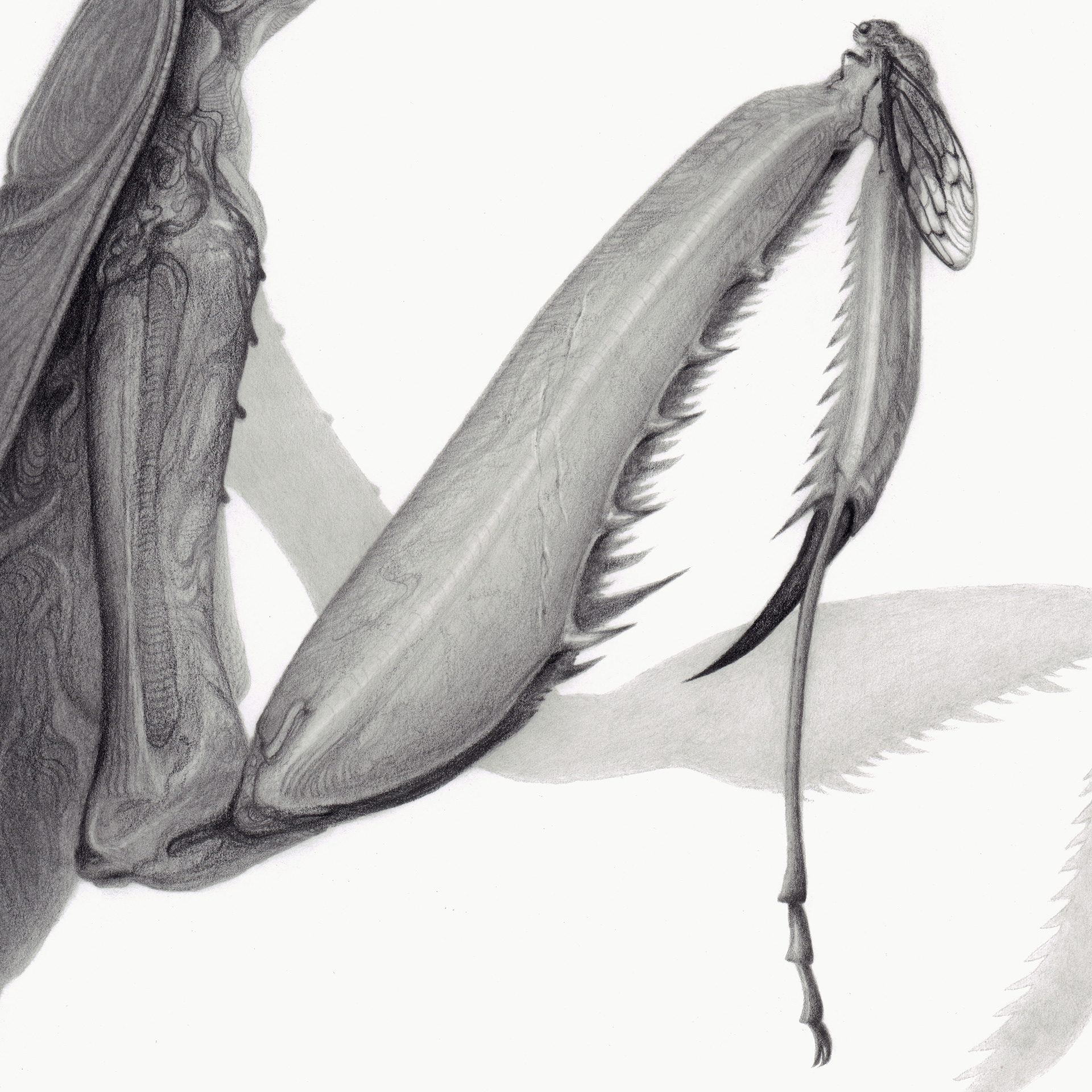 "Mantis" graphite pencil on Bristol paper. 9 x 12 inches. 2020