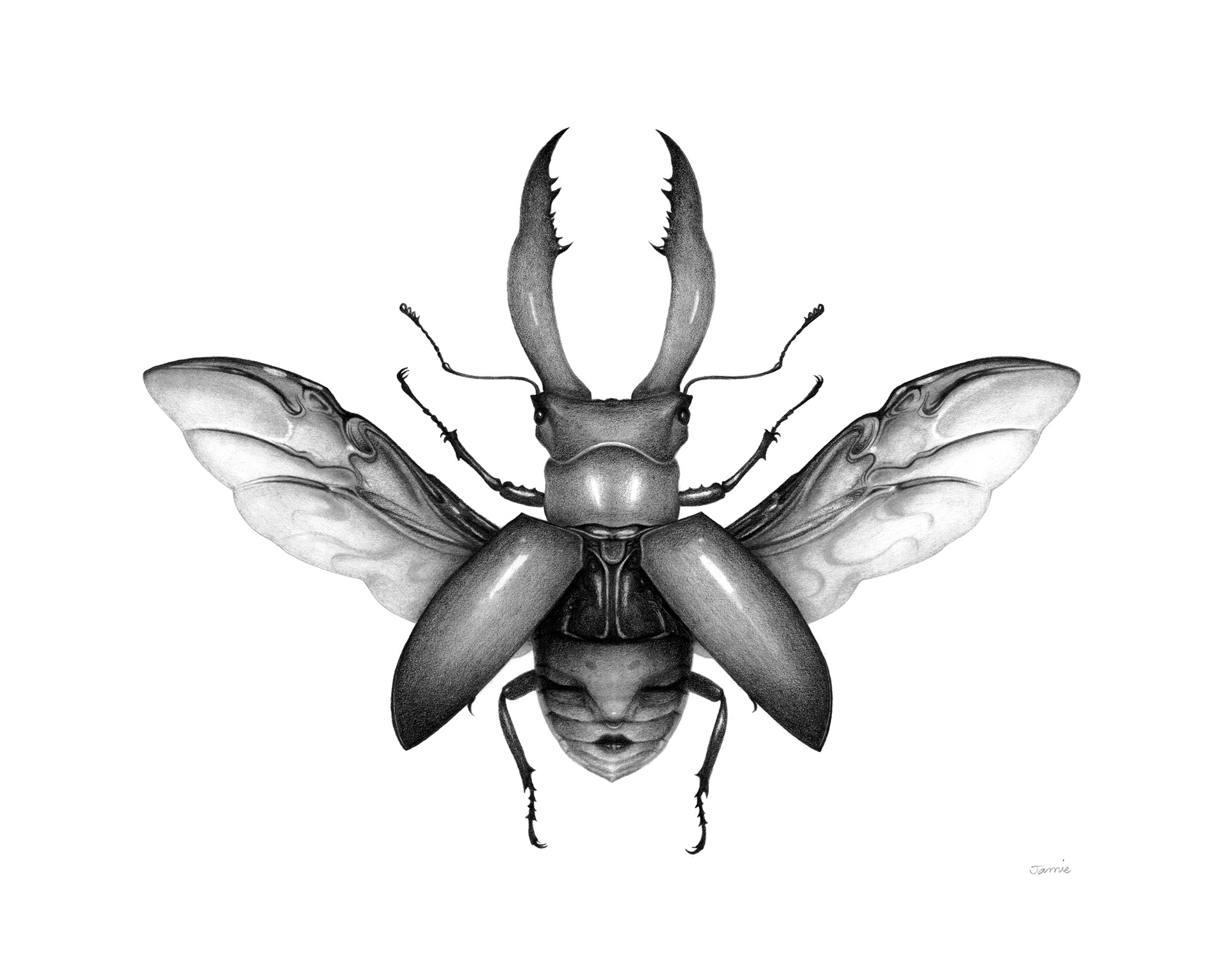 "Harmony" graphite pencil on Bristol paper. 8 x 10 inches. 2021