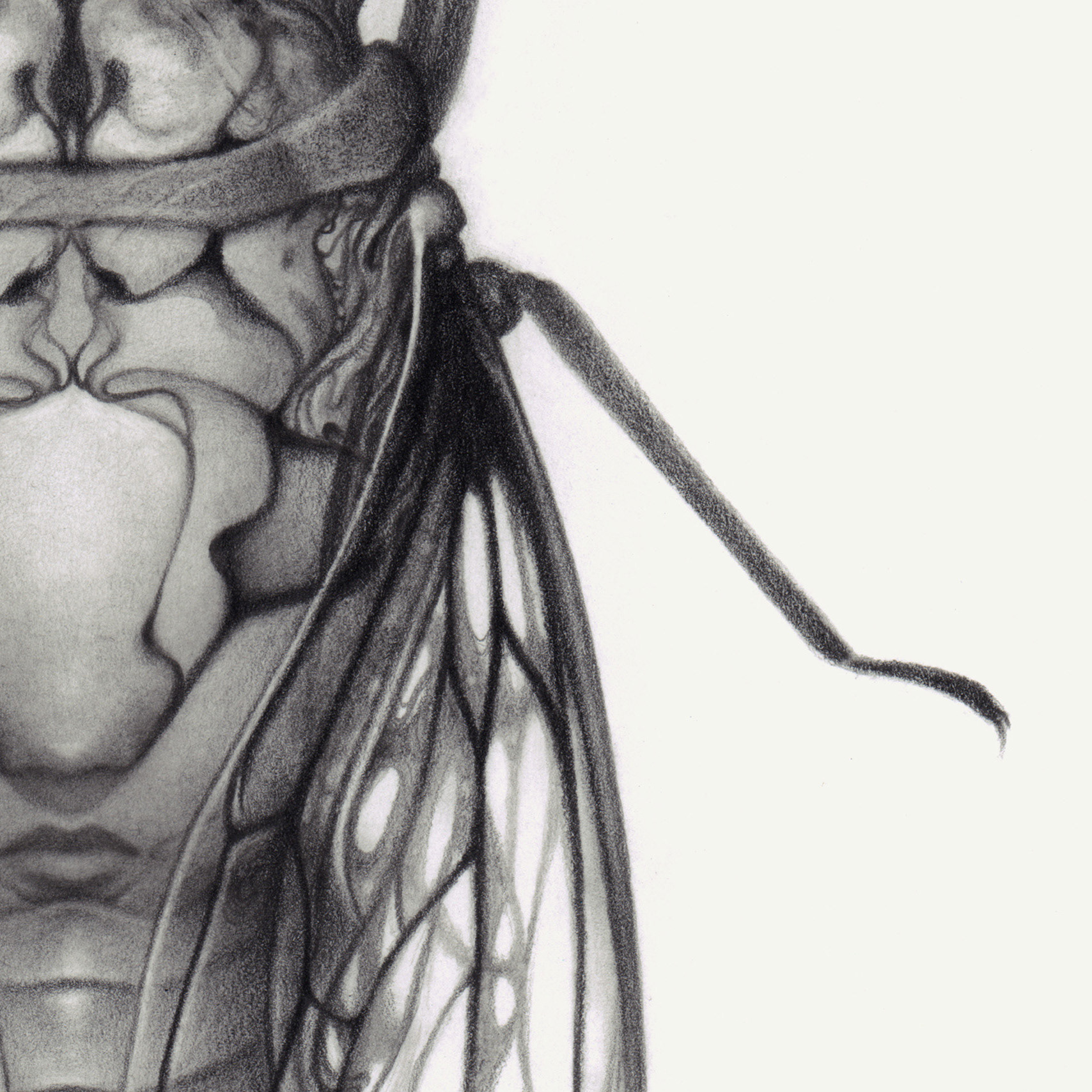 "Magickada" graphite pencil on Bristol paper. 8 x 8 inches. 2020