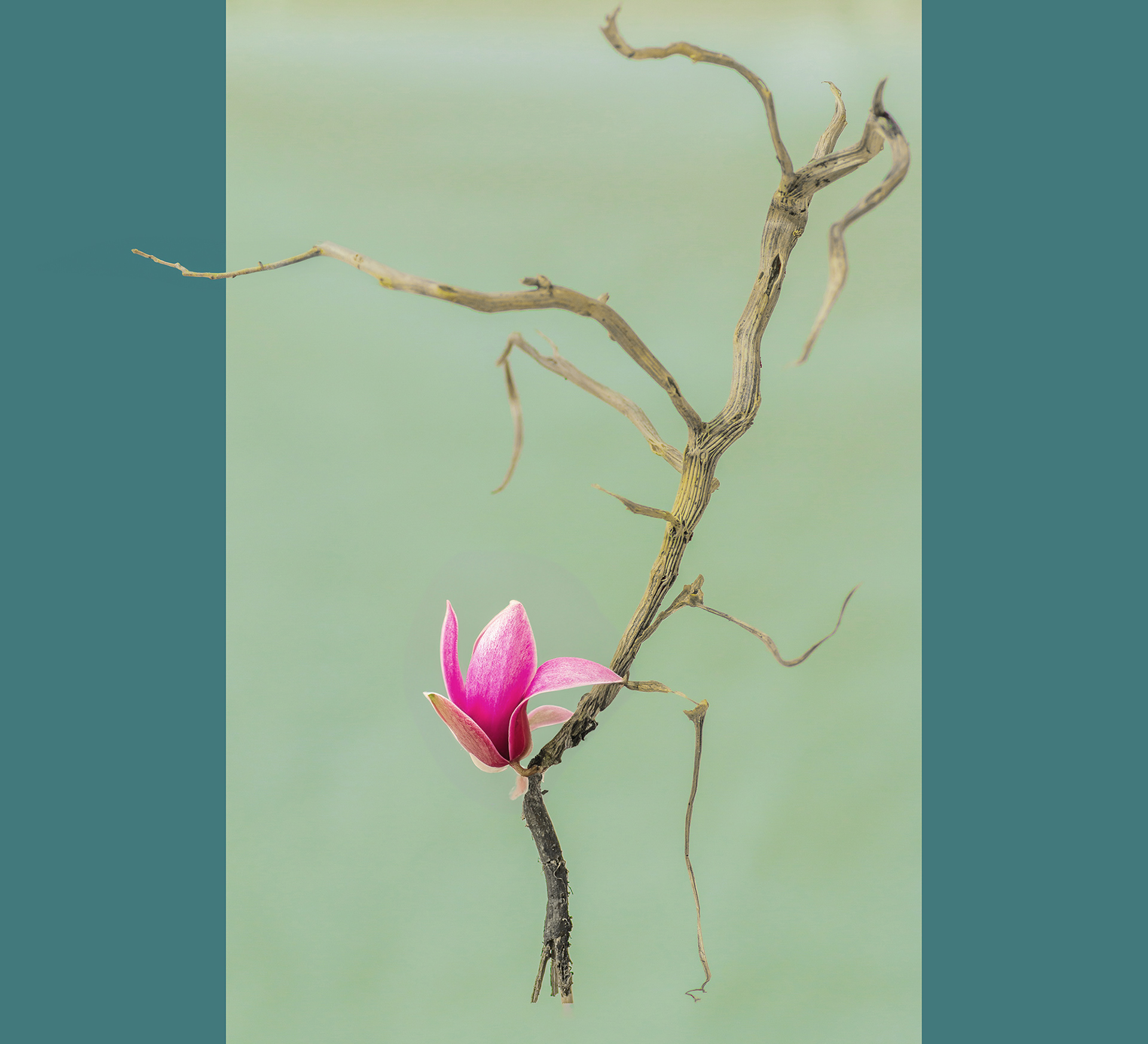 photo-ode-nature-hybrides