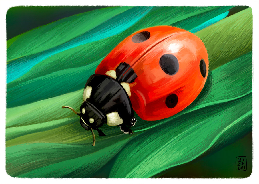 vaquilla de San Antonio / ladybug