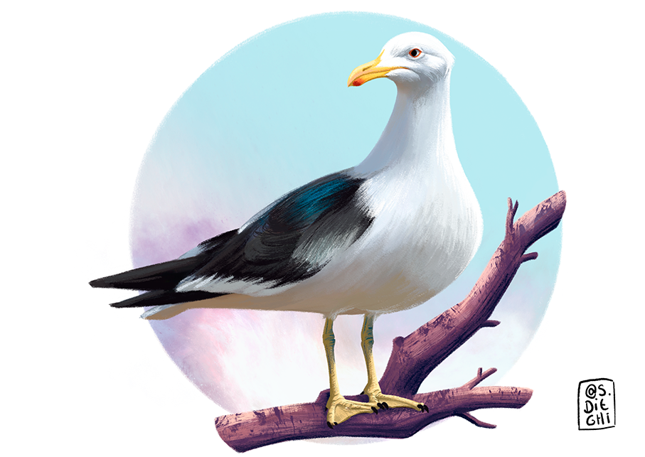 Kelp Gull / Gaviota cocinera