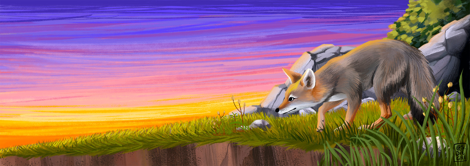 Zorro gris / Grey fox