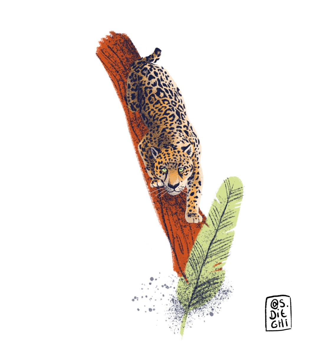 Jaguar / Yaguareté