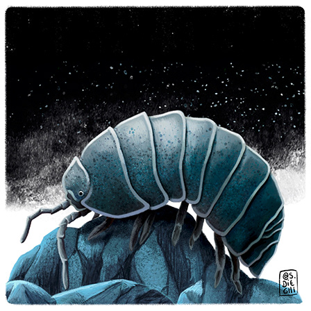 bicho bolita / pill bug