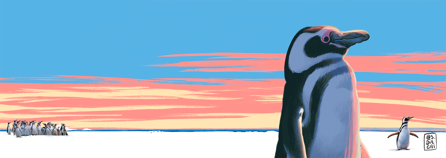 Magellanic Penguin / Pingüino de Magallanes