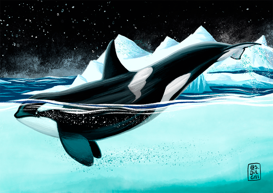 Killer Whale / Orca