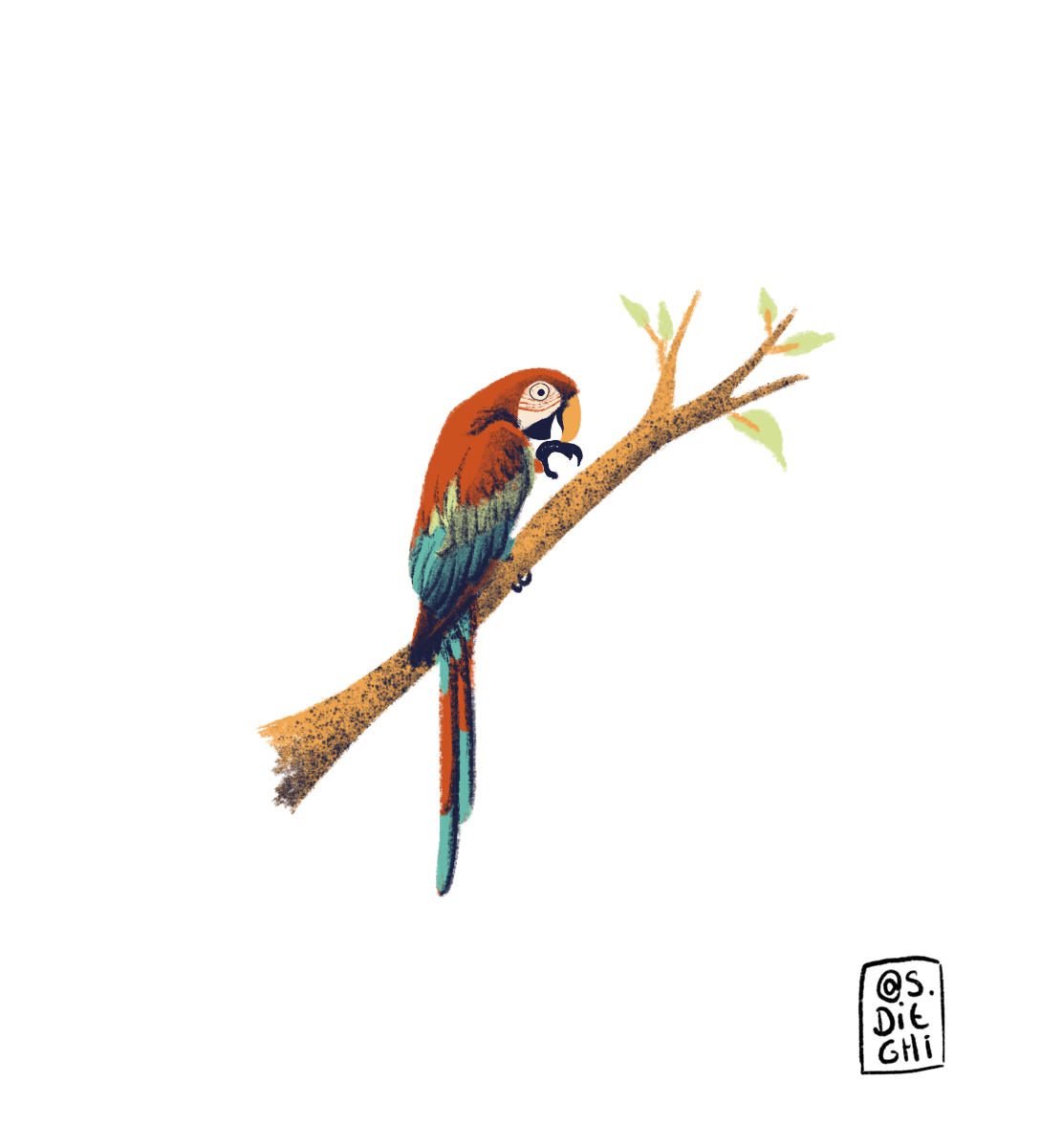 Macaw / Guacamayo