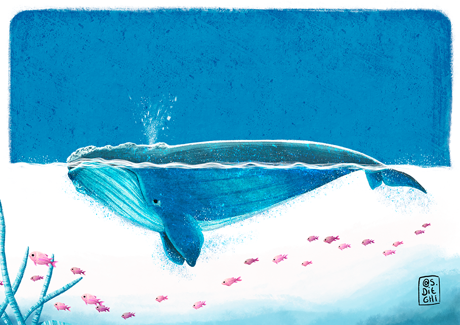 Southern Right Whale / Ballena Franca Austral