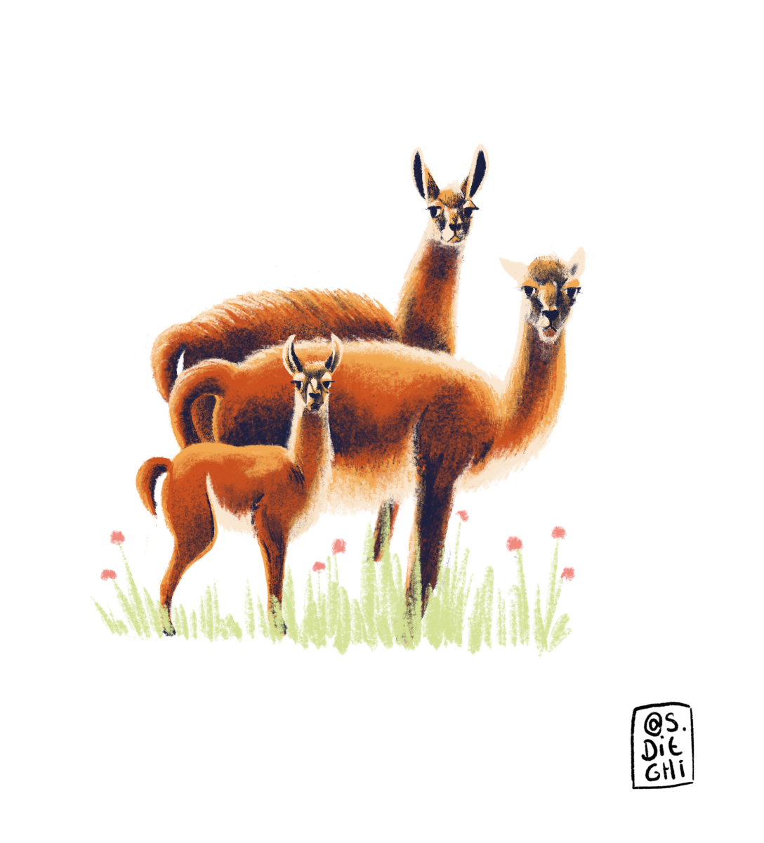 Guanaco