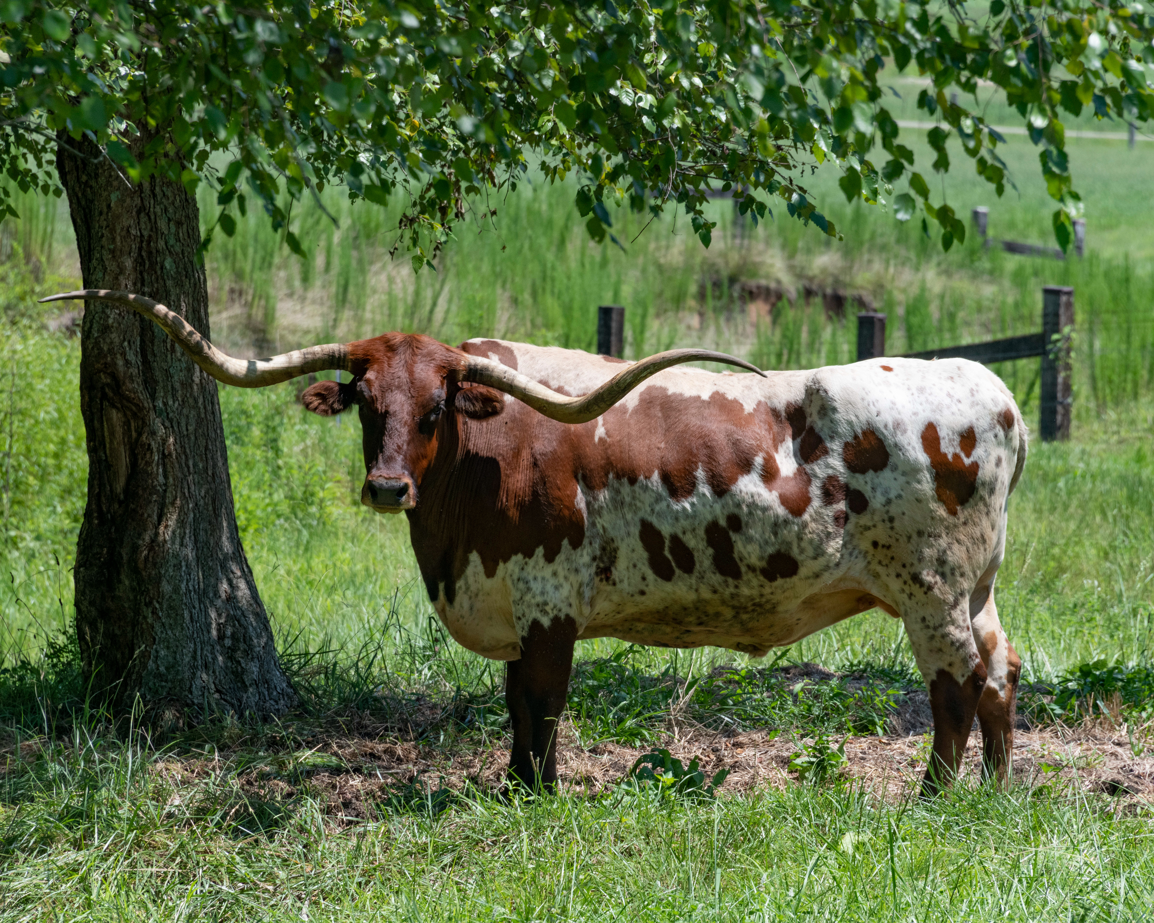 Bodie the Longhorn Steer • Jasper, Georgia
