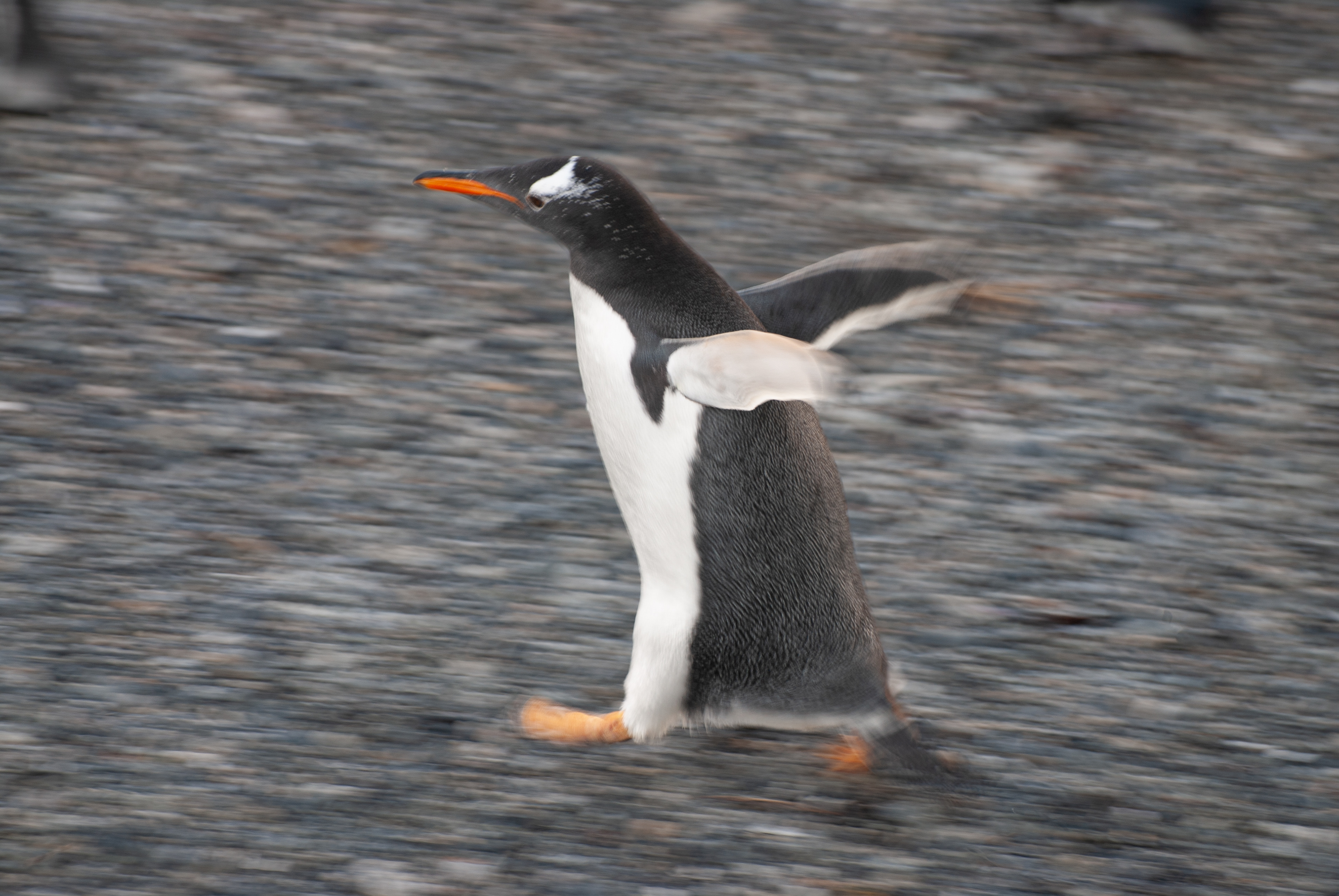 Pinguim Gentoo