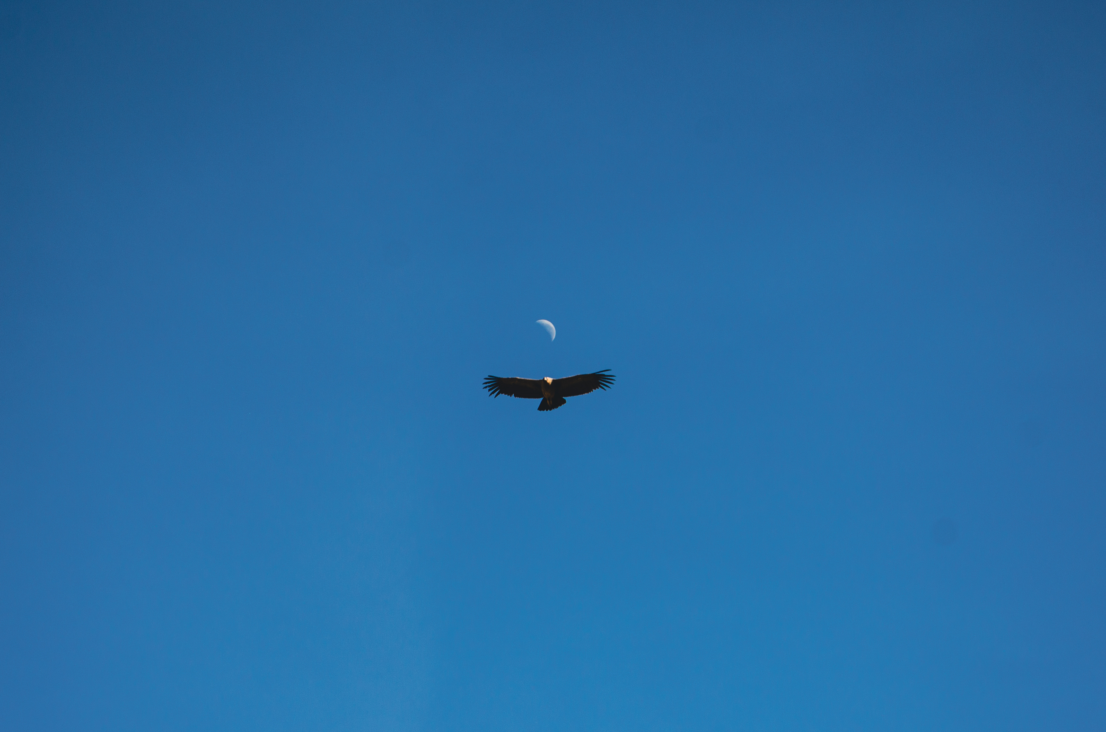Condor Andino